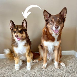 Custom Pet Stuffed Animals: Photo of pet into custom stuffed animal, plush from pet photo, custom pet stuffed animal, personalized pet plush