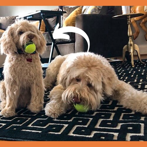 personalized dog stuffed animals
