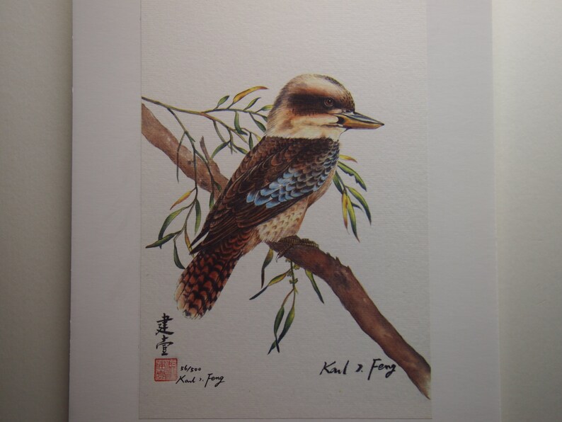 Kookaburra image 1