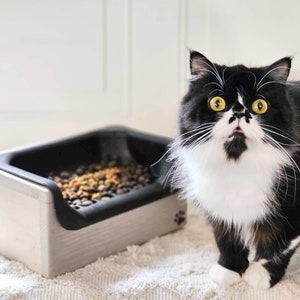 Persian cat bowl hotsell