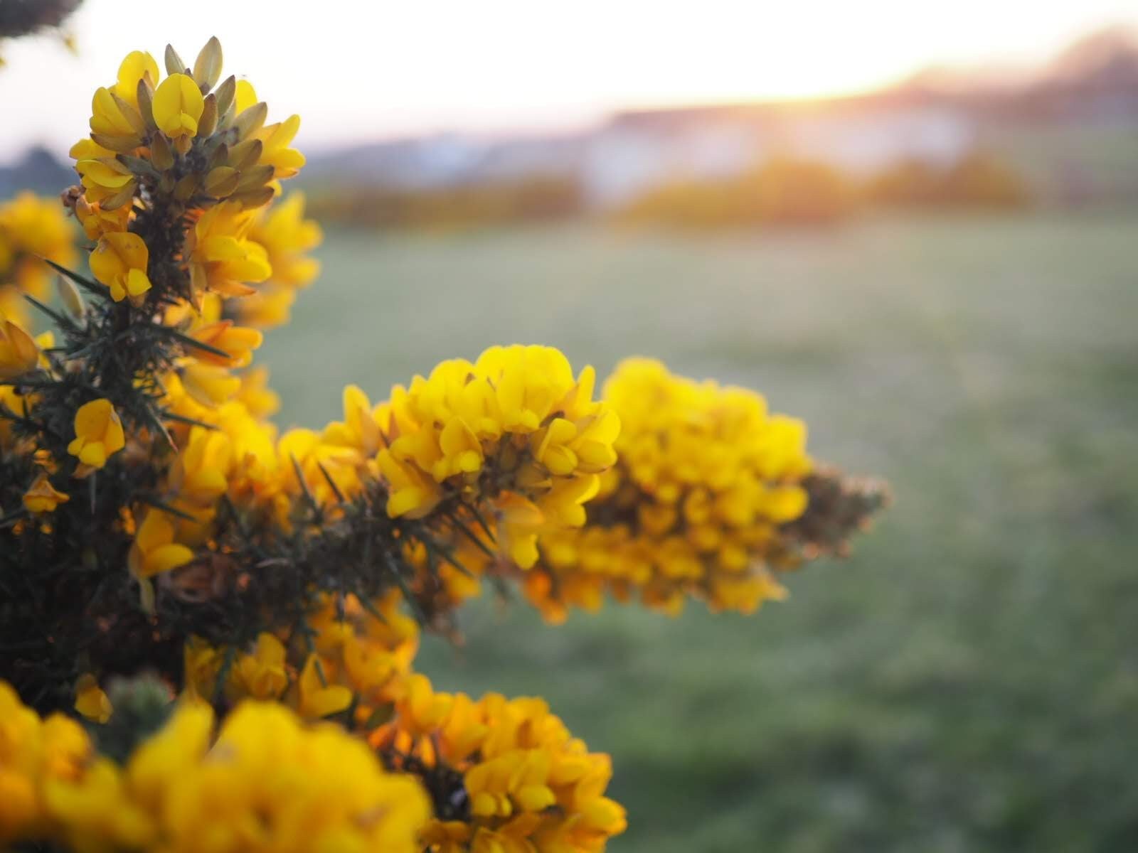 Irish Gorse Whin Soy Wax Candle Coconut and Anise Soy Candle Etsy