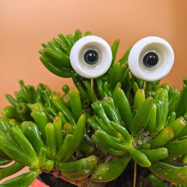 Plant Accessories Etsy