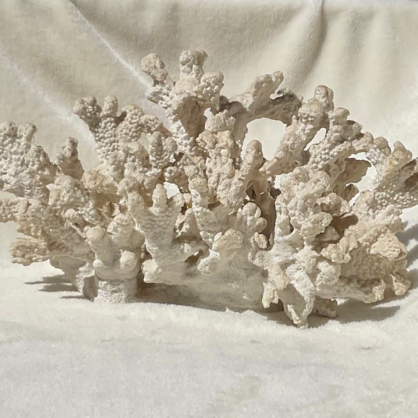 Large White Coral Etsy