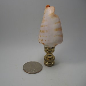 May include: A seashell lamp finial with a white and orange shell on a brass base. The finial is about the size of a UK 20 pence coin.
