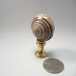 May include: A decorative lamp finial featuring a spiral-patterned seashell top in shades of brown and cream, mounted on a shiny gold-colored base. The finial is shown next to a quarter for size reference.