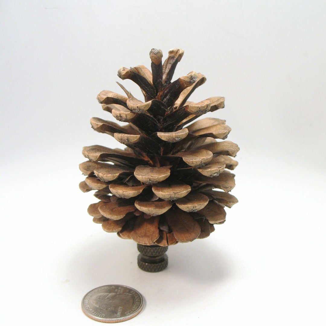 Lamp Finial Small Real Pinecone. Lamp Shade Finial 4 Etsy