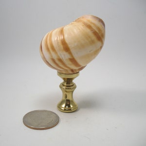 Lamp Finial Found Object Real Seashell Tan and White Lampshade Finial Solid Brass Hardware Swivel A51