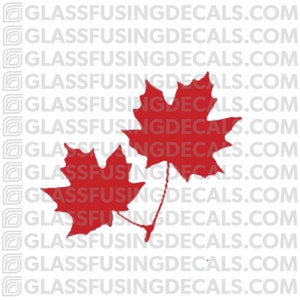 May include: Two red maple leaves on a white background. The leaves are connected by a stem.