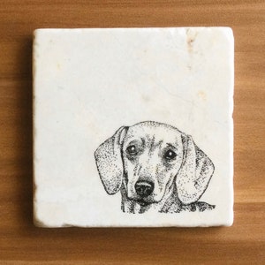 Pu&ograve; includere: Un'illustrazione in bianco e nero di un bassotto su un sottobicchiere di marmo bianco.