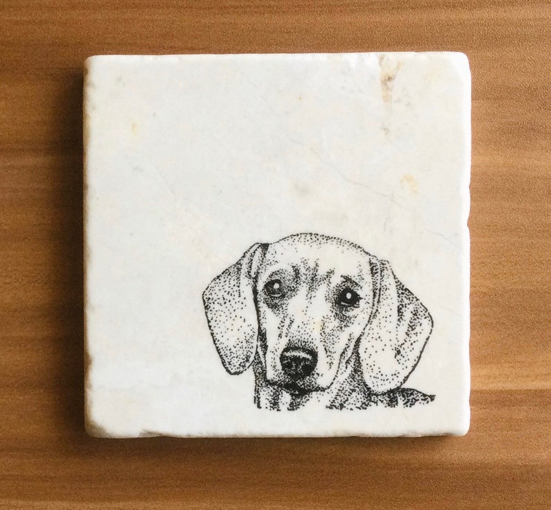 Pu&ograve; includere: Un'illustrazione in bianco e nero di un bassotto su un sottobicchiere di marmo bianco.