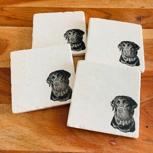 May include: Set of four white square coasters with black and white illustrations of Labrador Retriever dogs. Each coaster features a different dog.
