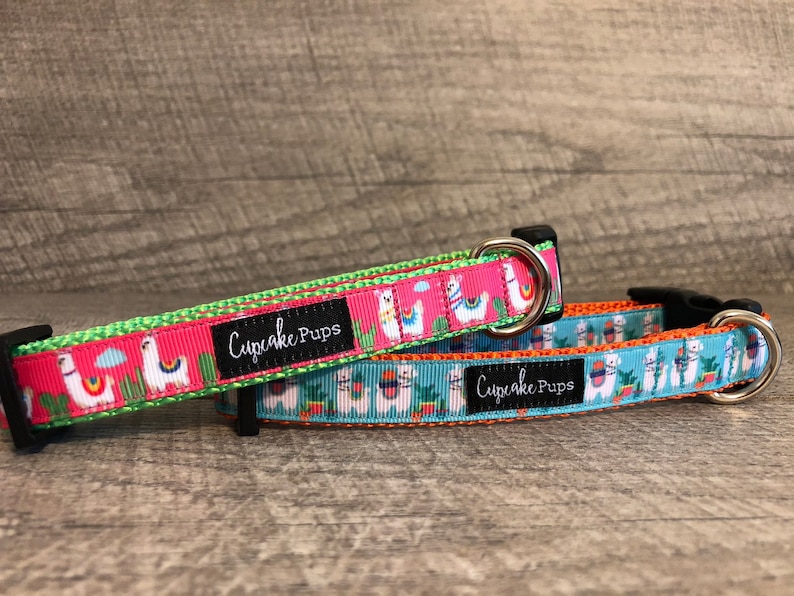 designer small dog collars