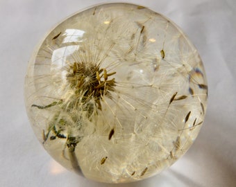 May include: A clear glass sphere with a preserved dandelion inside. The dandelion is white and fluffy with brown seeds.