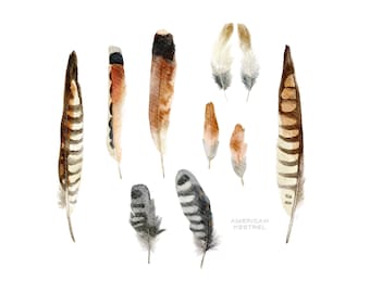 American Kestrel Feather Watercolor Art Print: Boho Hawk Feathers