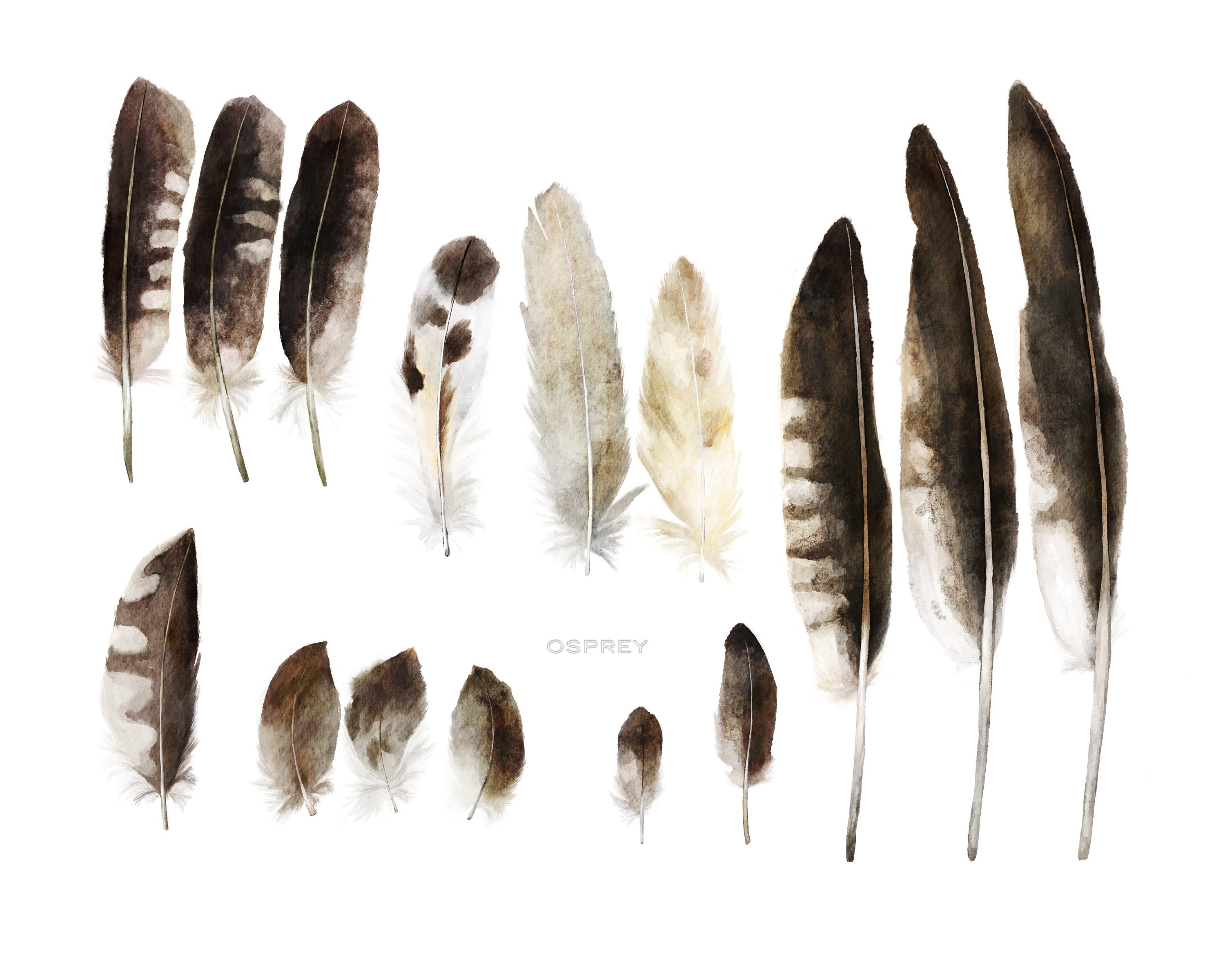 Osprey Feather, Osprey, Osprey Art Print, Feather Watercolor Art
