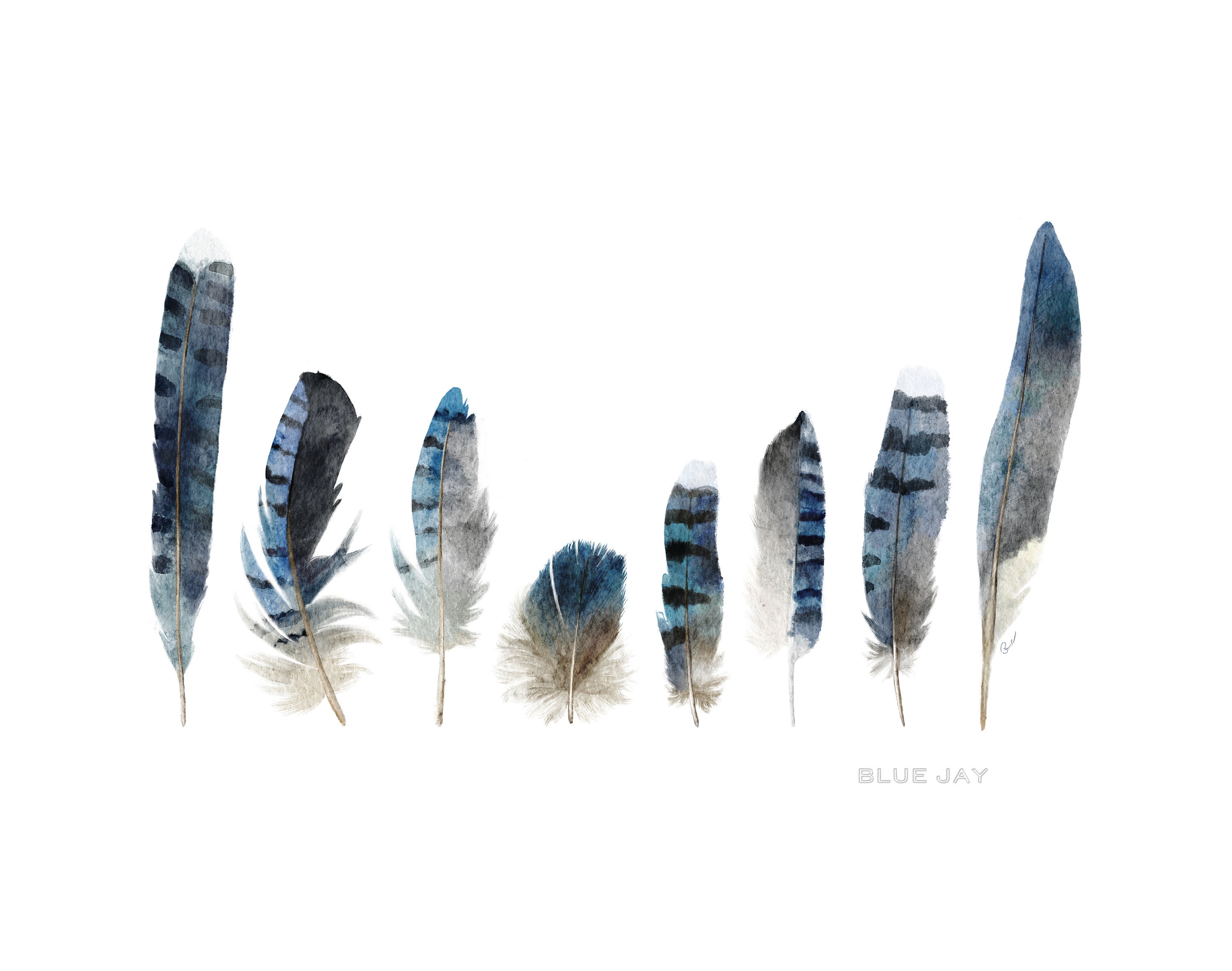 Feather Art Print Feather Watercolor Art Blue Jay Blue Jay Etsy