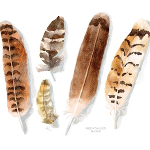 Red-Tailed Hawk Feathers Watercolor Art Print