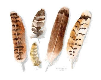 Red-Tailed Hawk Feathers Watercolor Art Print