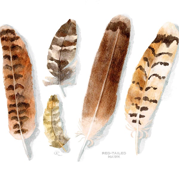 Feather Watercolor, Red-Tailed Hawk Watercolor, Red-Tailed Hawk Feathers, Hawk Feathers, Watercolor Feathers, Painted Feathers, Boho, Hippie