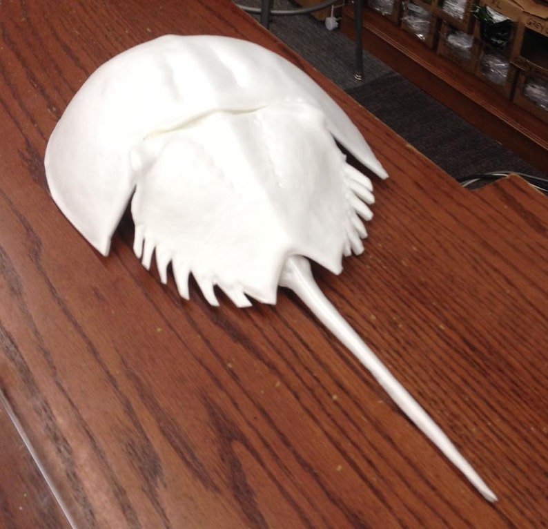 Foam Horseshoe Crab, 8 Across, 15 Long image 4