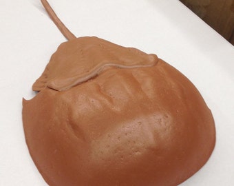 Schaumstoff-Horseshoe Crab, 8 "Durchmesser, 15" lang