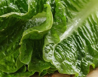 300 ct. Romaine Lettuce Seed