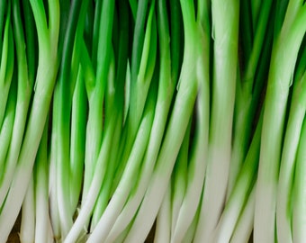 300 ct. Organic Green Onion/Scallion Seed