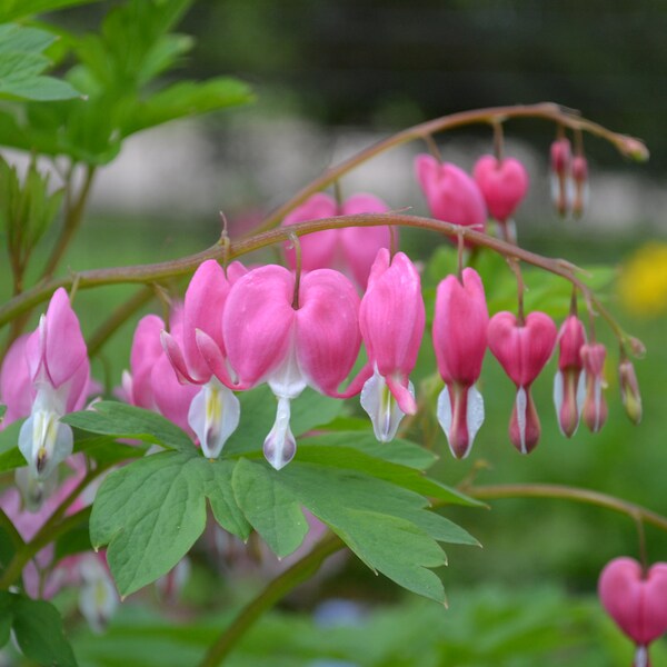 Bleeding Heart Plant - Etsy