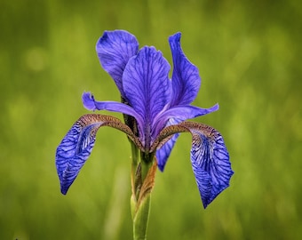 100 ct. Blue Flag Iris Seeds - Wild Iris - Iris versicolor L.