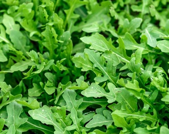 200 ct. Arugula