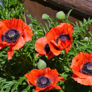 300 ct. Oriental Poppy Seed Papaver Orientale image 2