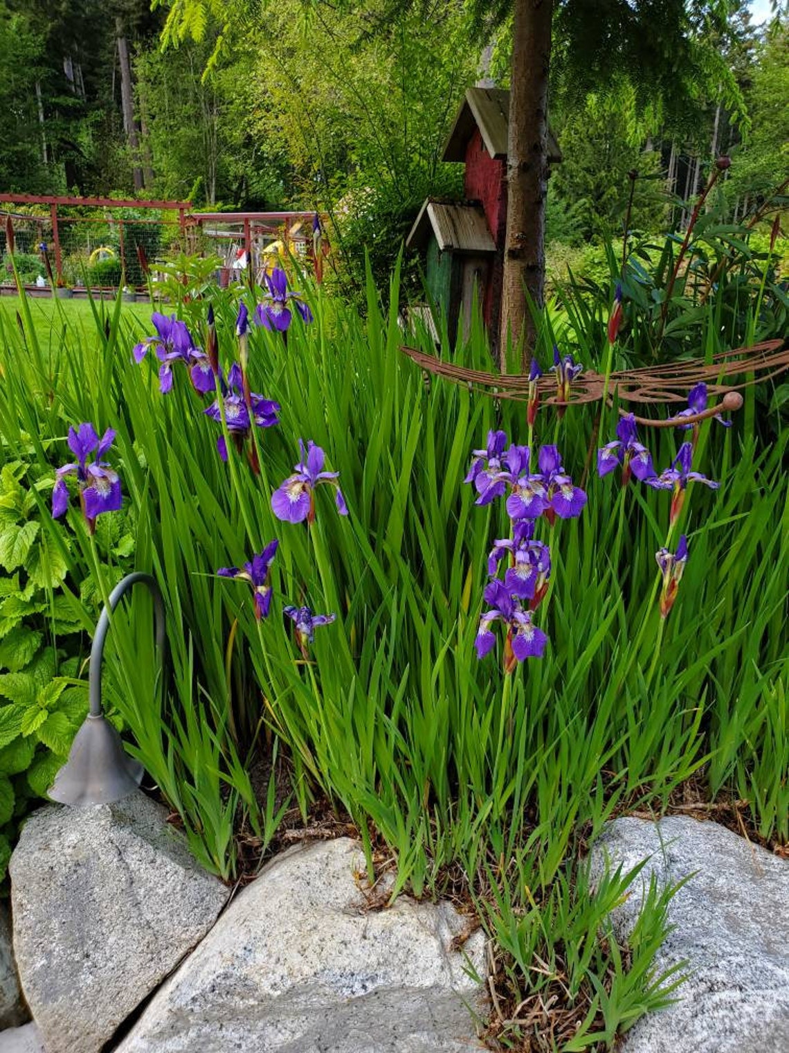 100 Ct. Blue Flag Iris Seeds Wild Iris Iris Versicolor L. Etsy