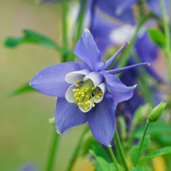 300 ct. Columbine (Blue & White)