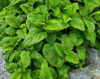 150 ct. Lemon Balm Seed