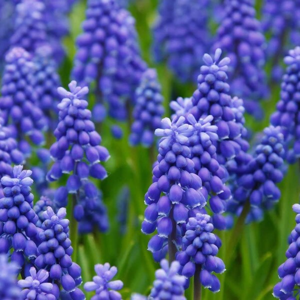 100 ct. Grape Hyacinth