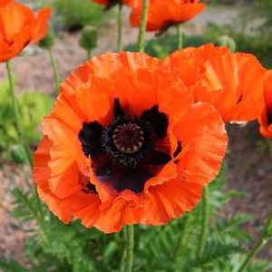 300 ct. Oriental Poppy Seed Papaver Orientale image 1