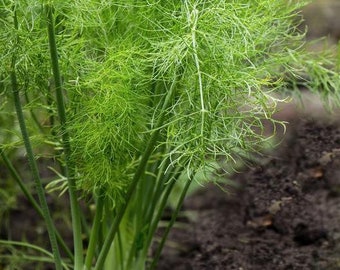 300 ct. Fennel Seed