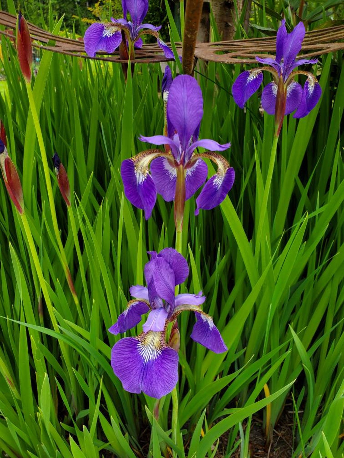 100 Ct. Blue Flag Iris Seeds Wild Iris Iris Versicolor L. Etsy