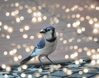 Bokeh Photography Overlay - Transparent Background