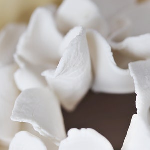 May include: Close-up of a white flower with delicate, ruffled petals.