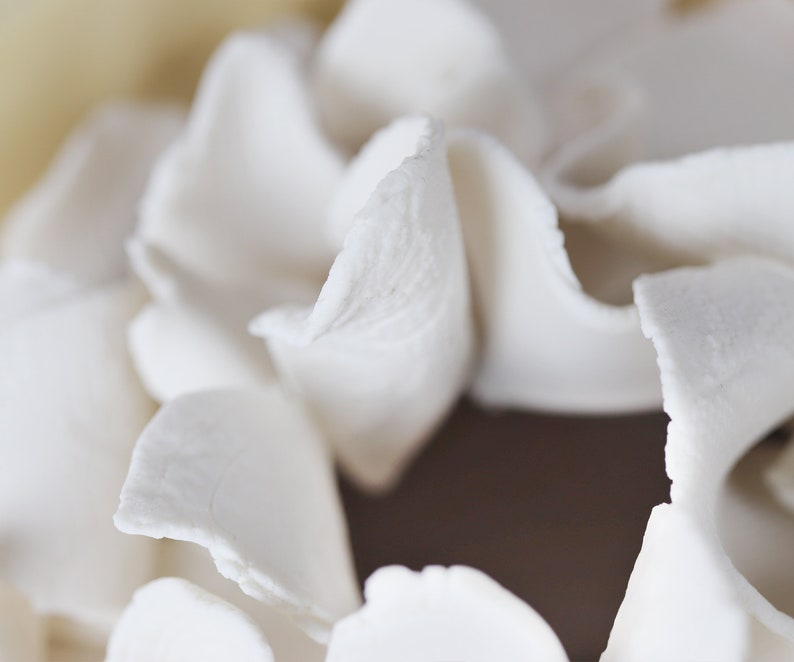 May include: Close-up of a white flower with delicate, ruffled petals.