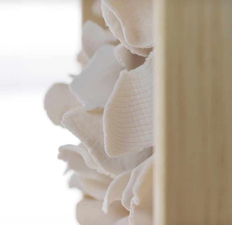 May include: A close-up of a white ceramic wall sculpture with a textured surface. The sculpture is mounted on a wooden frame.
