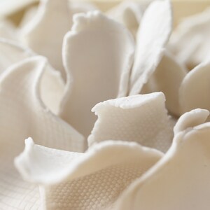 May include: Close-up of a white, textured, organic material. The material is arranged in a cluster of overlapping, irregular shapes, creating a soft, abstract design.