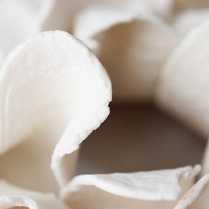 May include: Close-up of white, delicate, paper-like material, resembling a flower or a natural organic shape.