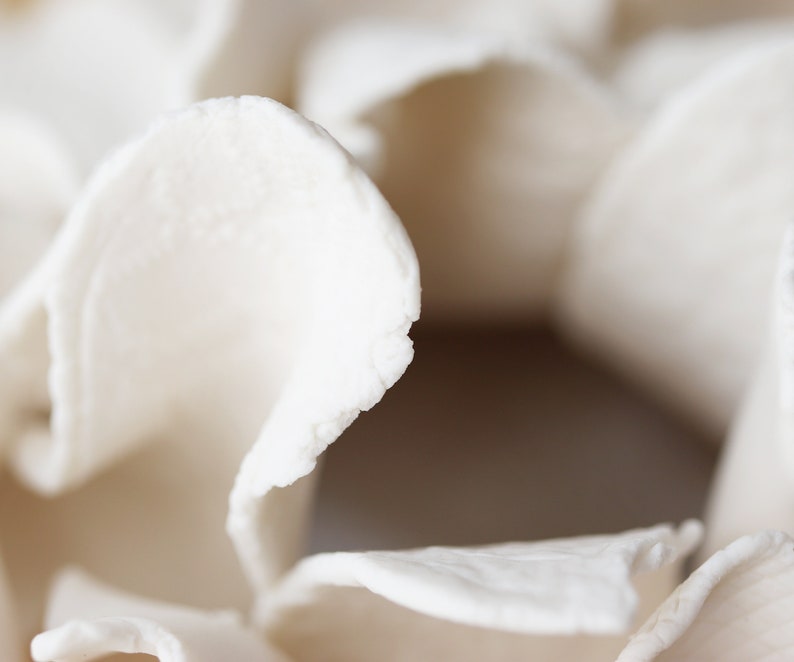May include: Close-up of white, delicate, paper-like material, resembling a flower or a natural organic shape.