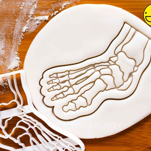 Human Spine cookie cutteranatomical backbone xray anatomy skeleton medical Human Spine cookie cutteranatomical backbone xray anatomy skeleton medical