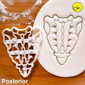 Posterior Sacrum and Coccyx cookie cutter - Medical Science Human Spine Anatomy themed Birthday Party