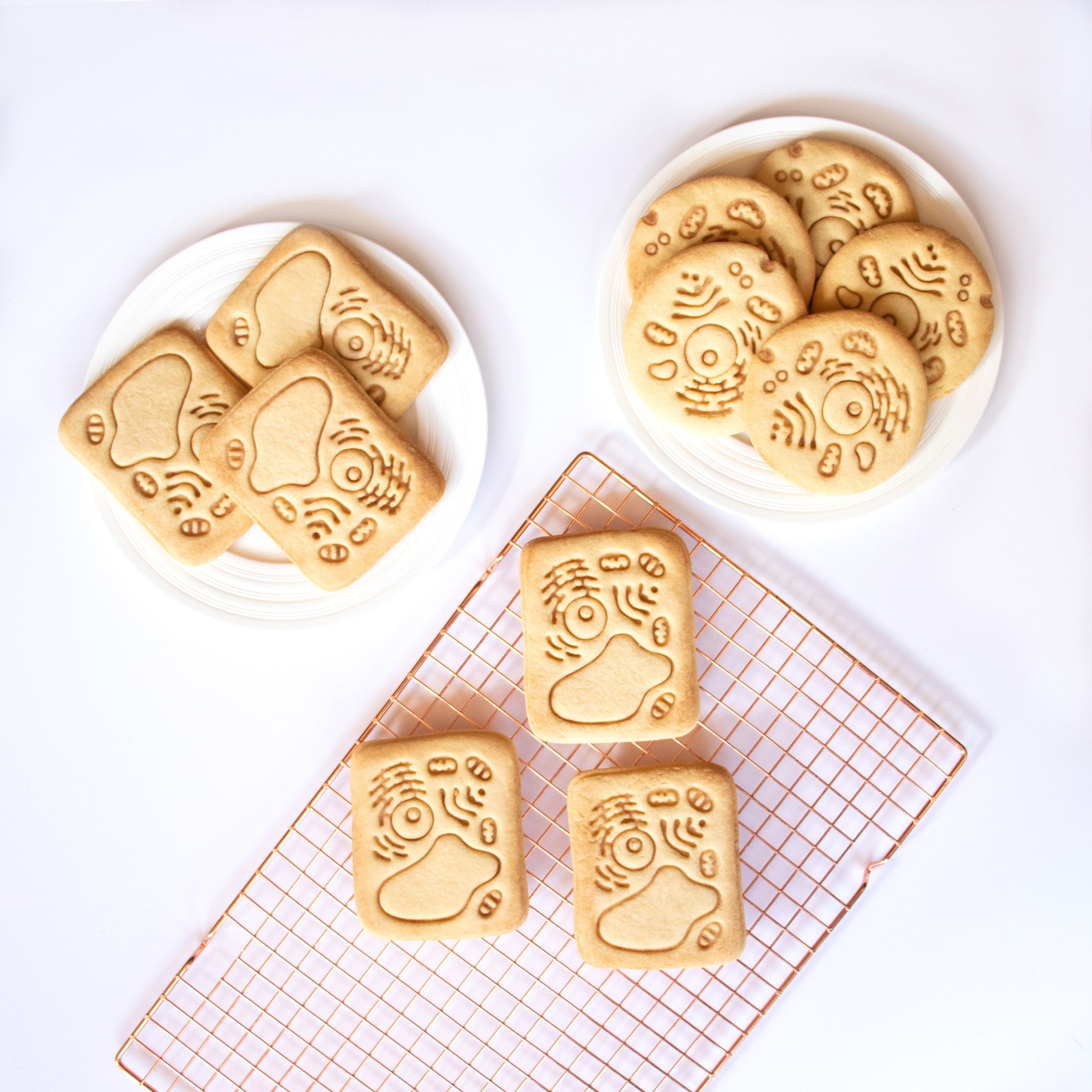 Plant Cell Cookie Cutter Biscuit Cutters Gifts Botanist Etsy