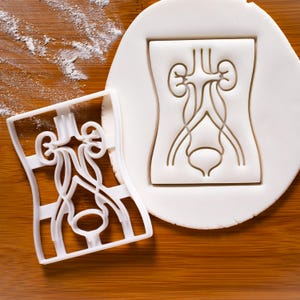 Tagliabiscotti del sistema urinario / Tagliabiscotti Bakerlogy studenti di medicina rene umano corpo organo organi renali anatomia fisiologia nefrone