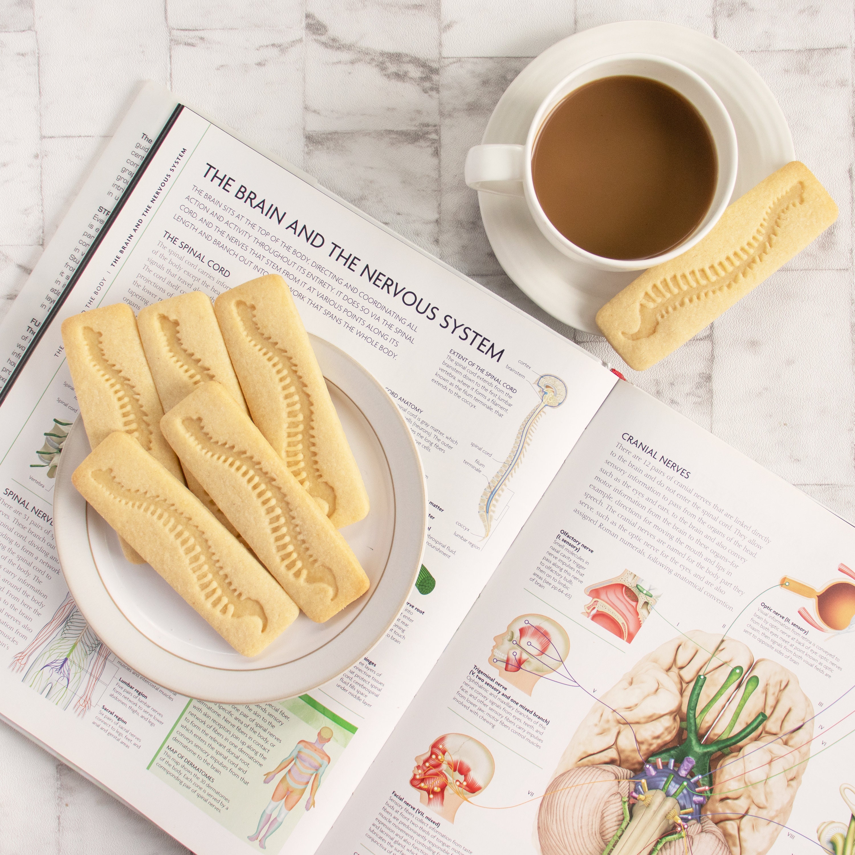 Human Spine cookie cutteranatomical backbone xray anatomy skeleton medical Human Spine cookie cutteranatomical backbone xray anatomy skeleton medical